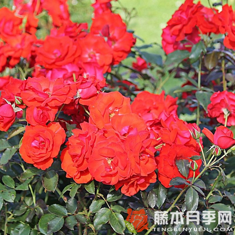 埃尔特维尔月季 埃尔特维尔月季