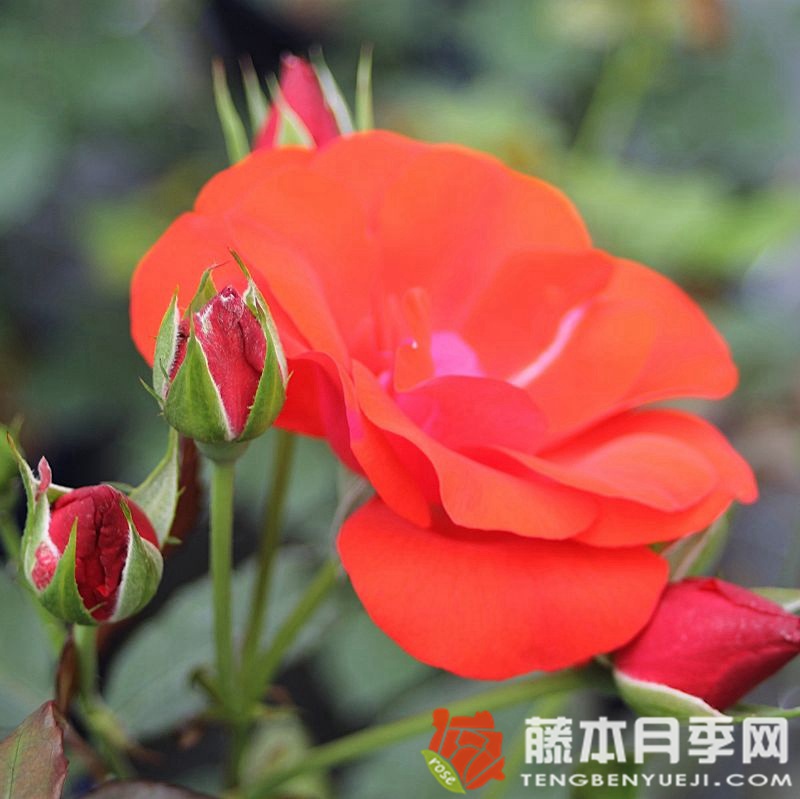 埃尔特维尔月季 埃尔特维尔月季