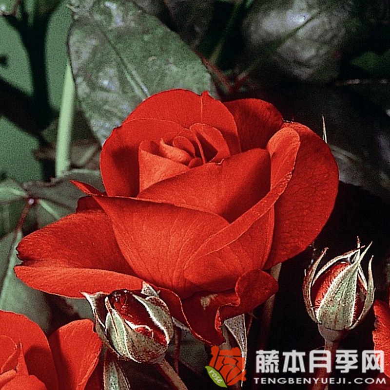 埃尔特维尔月季 埃尔特维尔月季