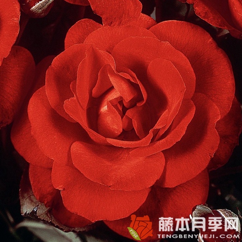 埃尔特维尔月季 埃尔特维尔月季