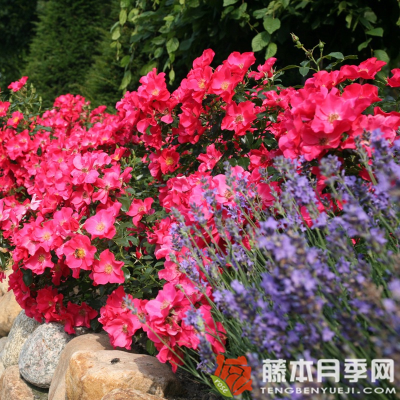罗马城月季 罗马城月季