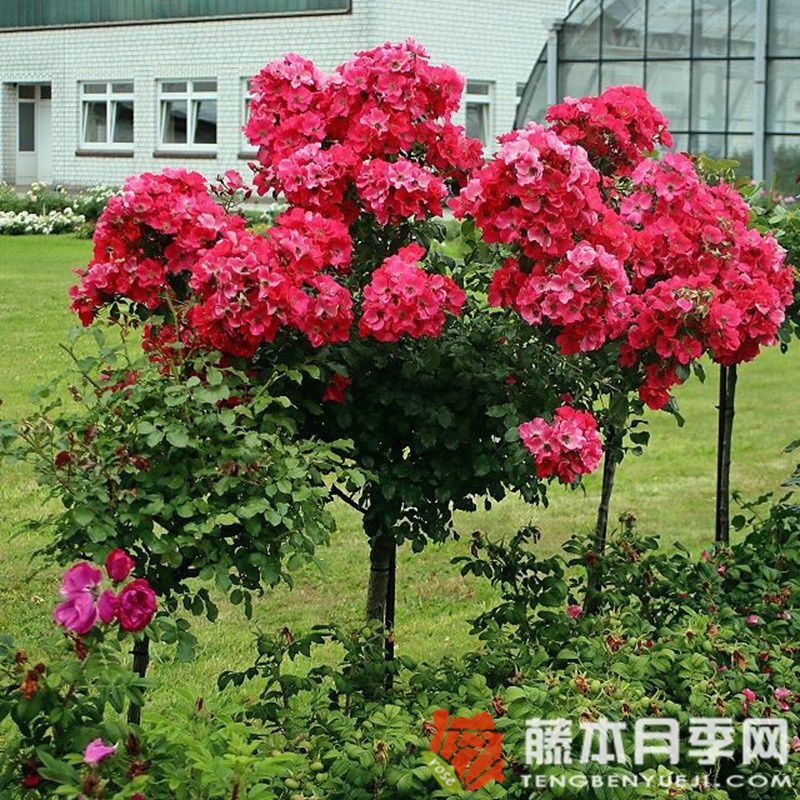 罗马城月季 罗马城月季