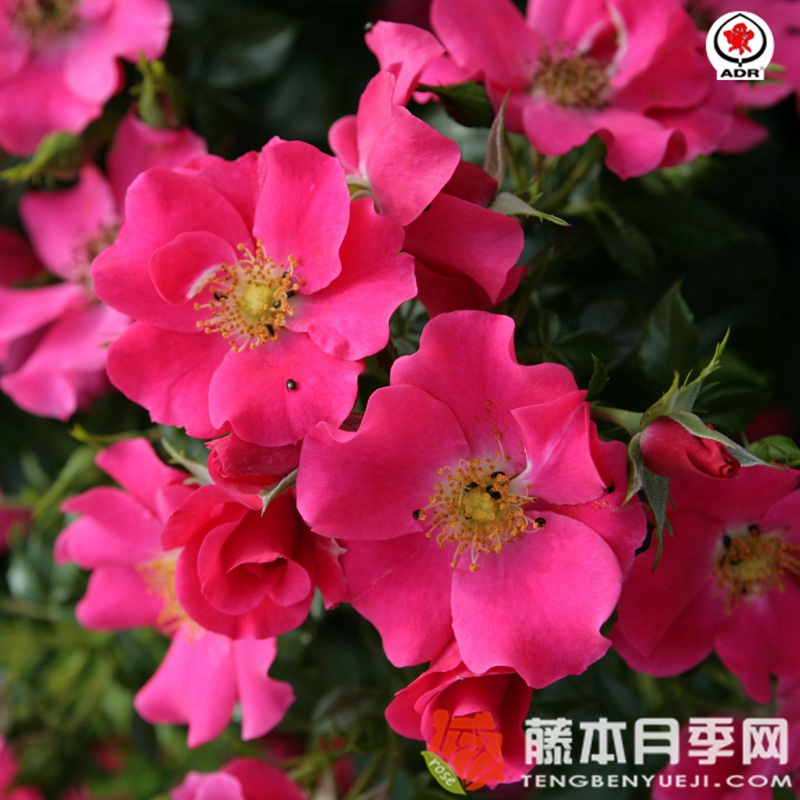 罗马城月季 罗马城月季