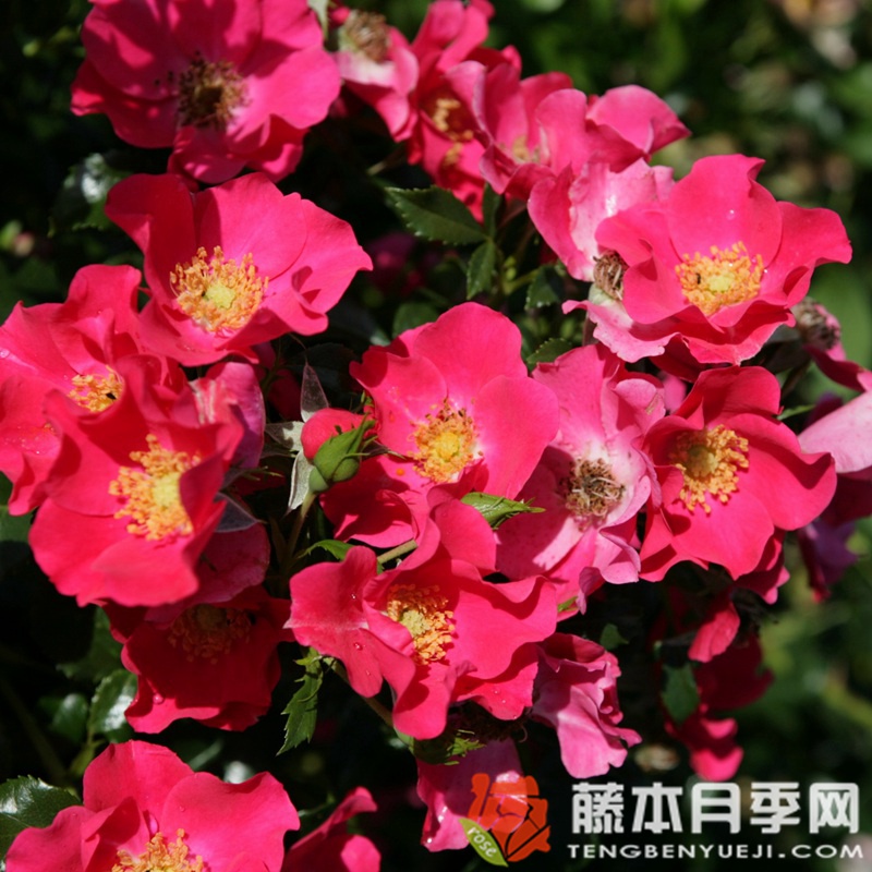 罗马城月季 罗马城月季