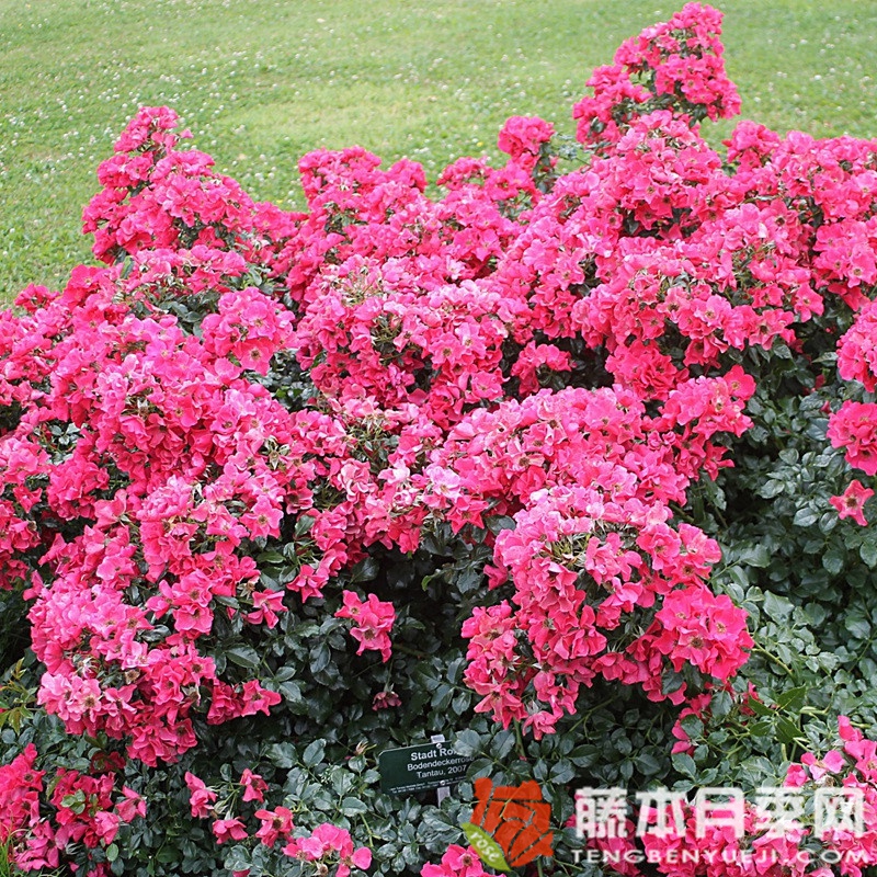 罗马城月季 罗马城月季