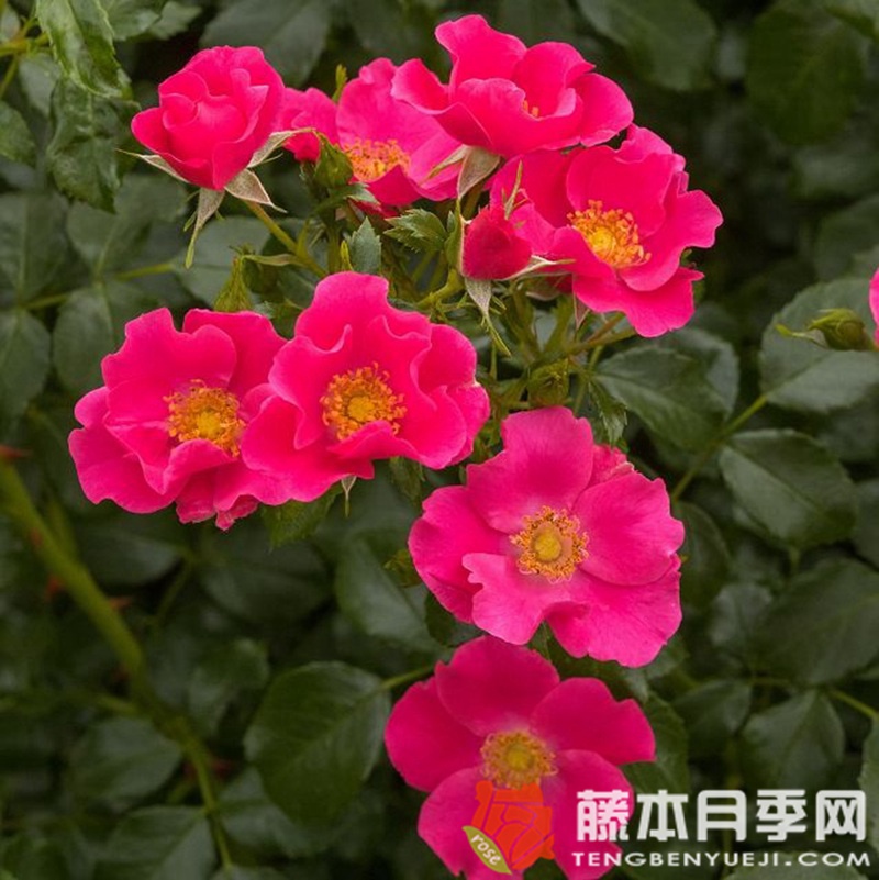 罗马城月季 罗马城月季