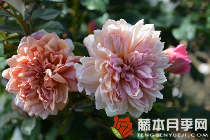 纺月季优缺点 纺月季优缺点