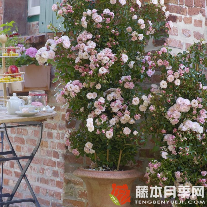 明星艾琳娜 明星艾琳娜