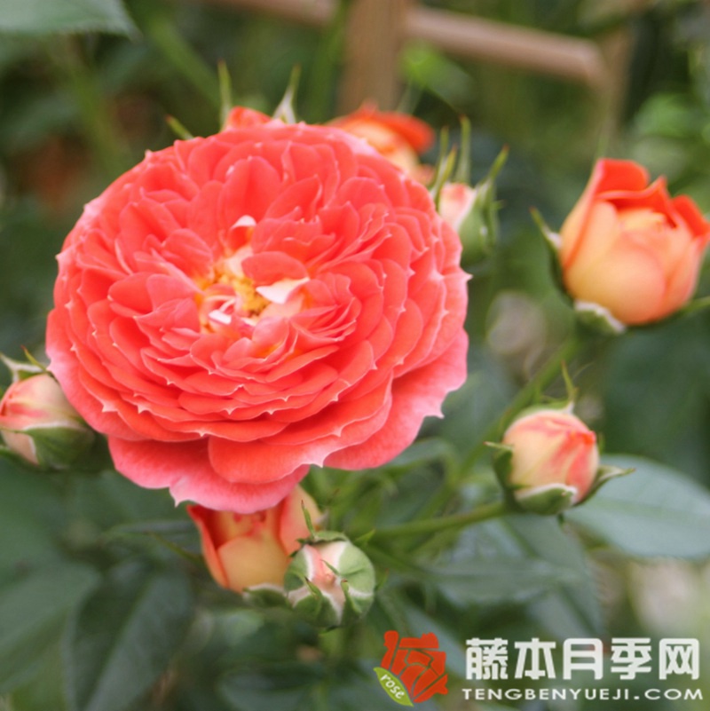 明星卡门月季 明星卡门月季