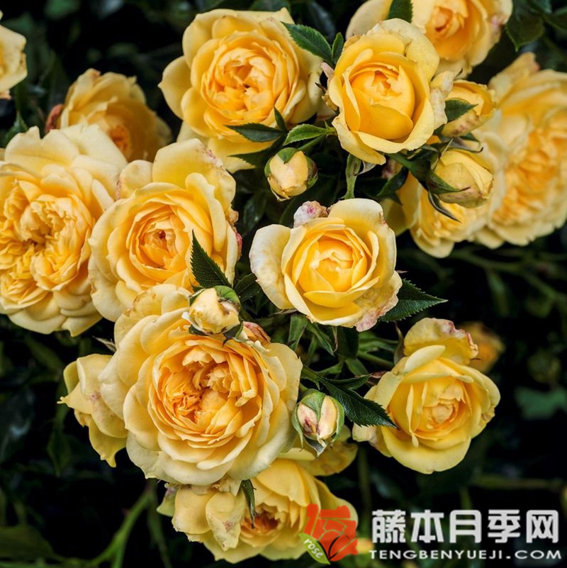 明星艾丽达月季 明星艾丽达月季