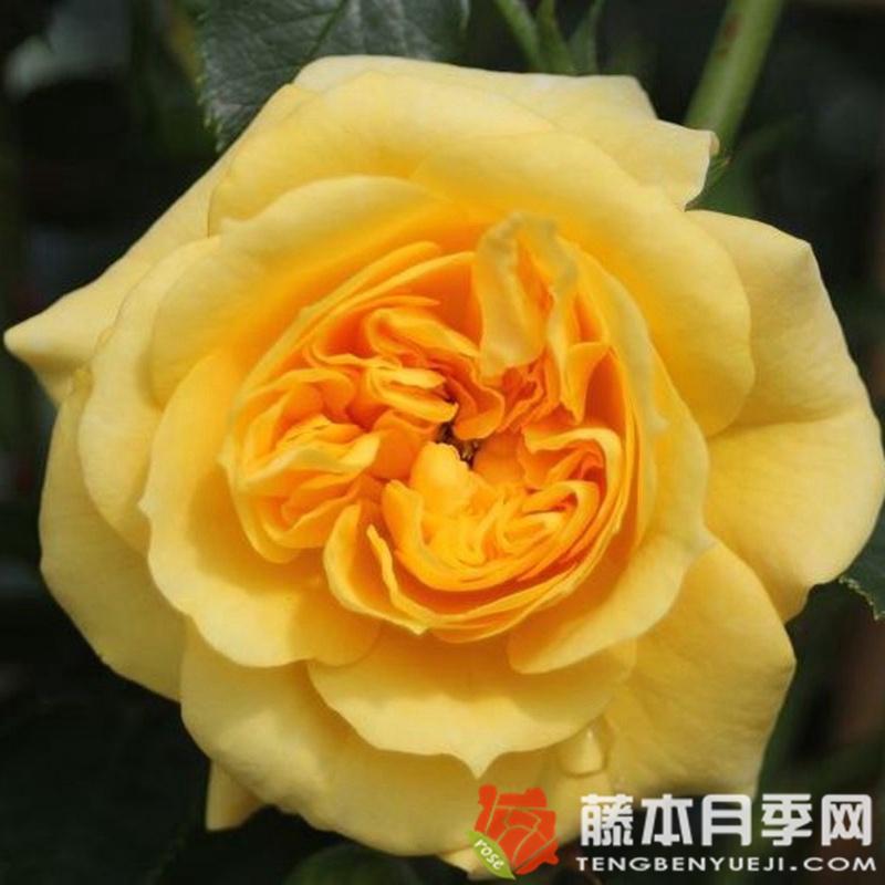 明星艾丽达月季 明星艾丽达月季
