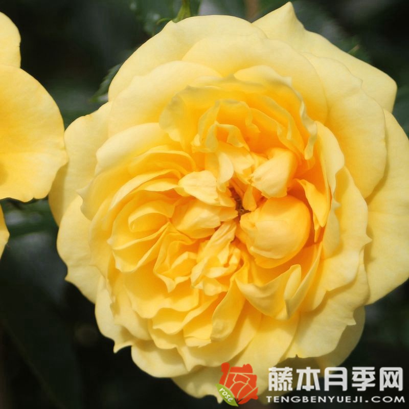 明星艾丽达月季 明星艾丽达月季
