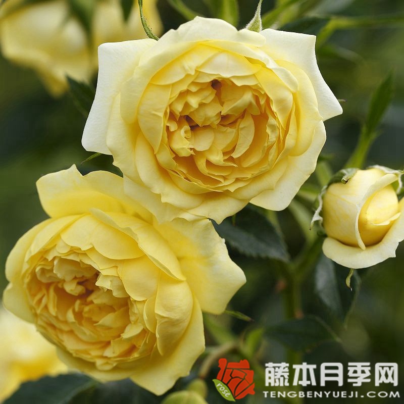 明星艾丽达月季 明星艾丽达月季