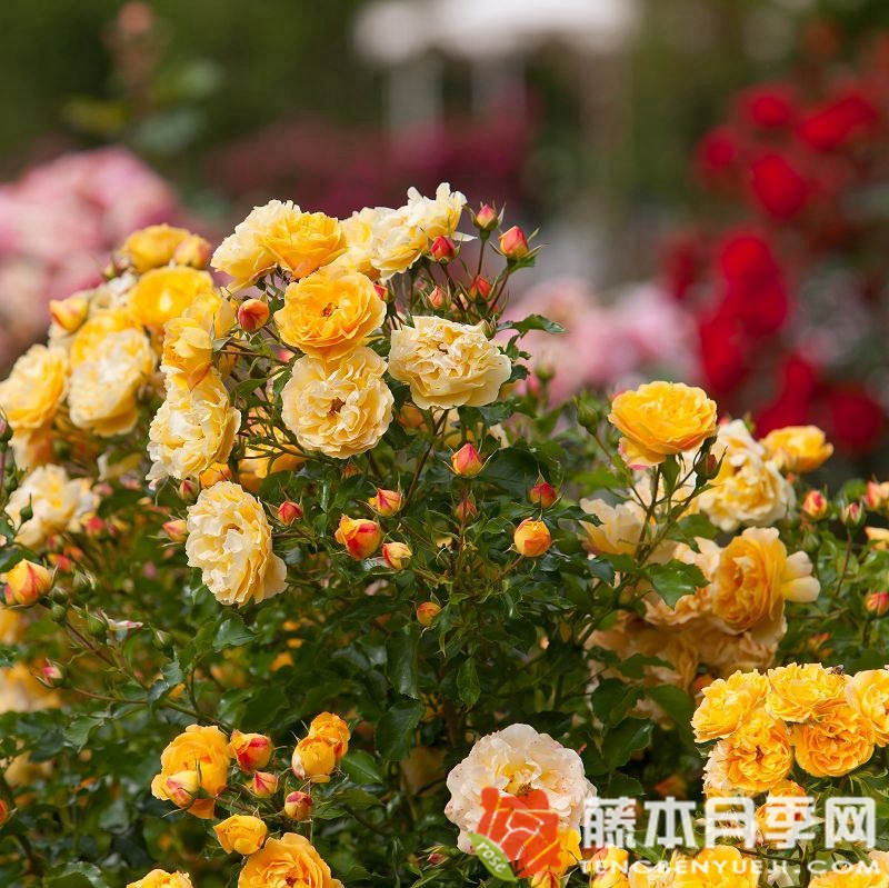 明星莉茲月季 明星莉茲月季