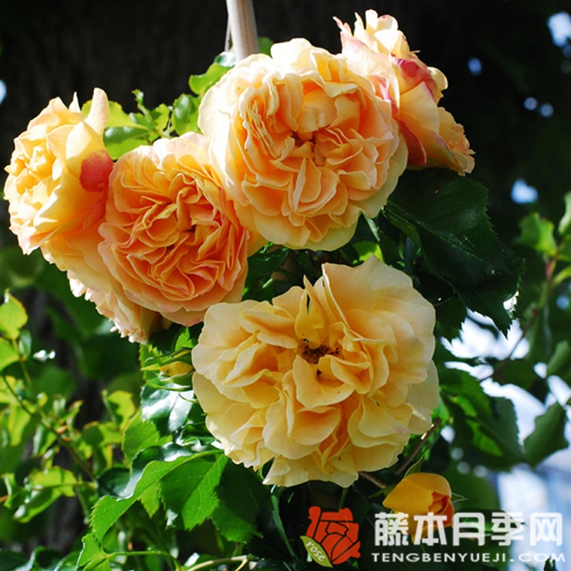 明星莉茲月季 明星莉茲月季