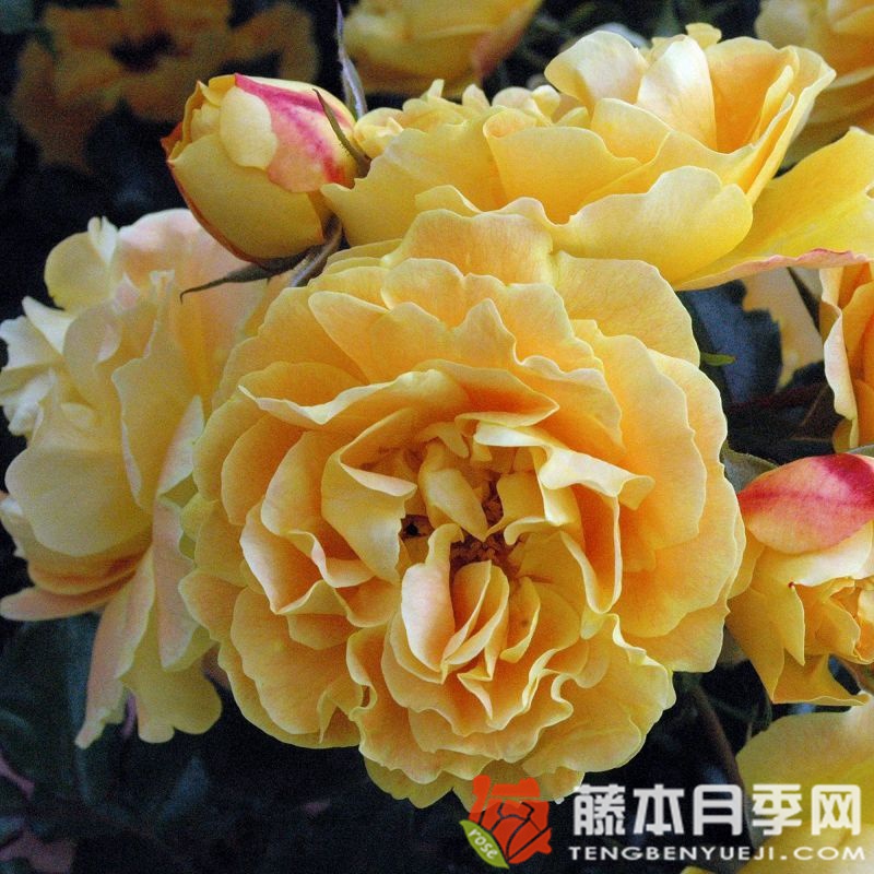 明星莉茲月季 明星莉茲月季