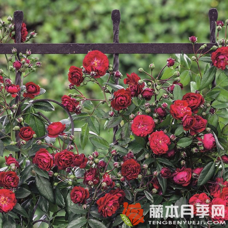 明星萝拉月季 明星萝拉月季