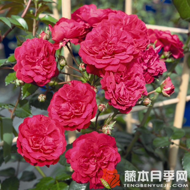 明星萝拉月季 明星萝拉月季