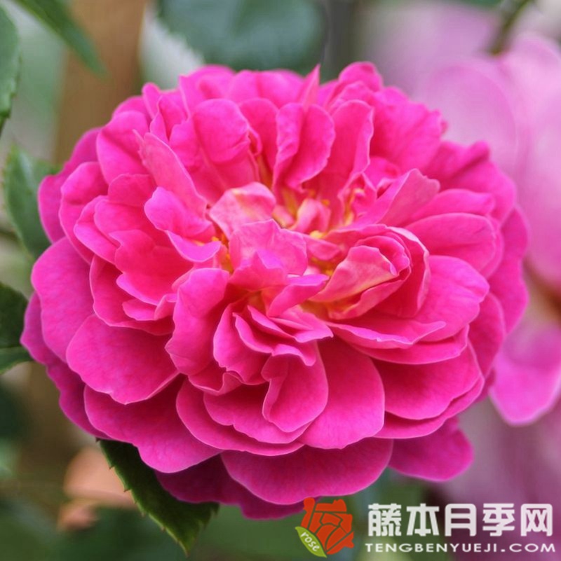 明星梅琳娜月季 明星梅琳娜月季