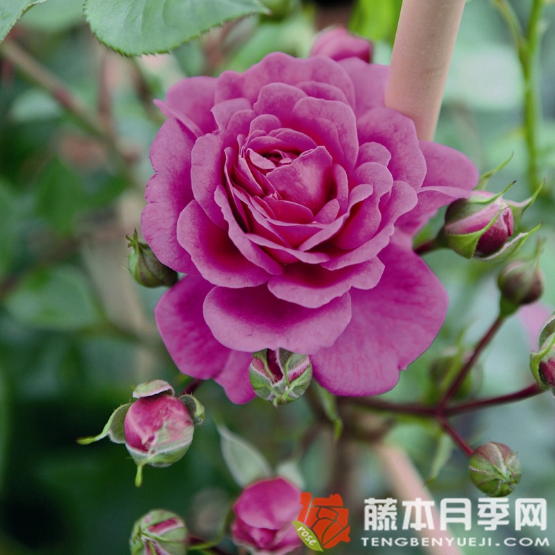 明星梅琳娜月季 明星梅琳娜月季
