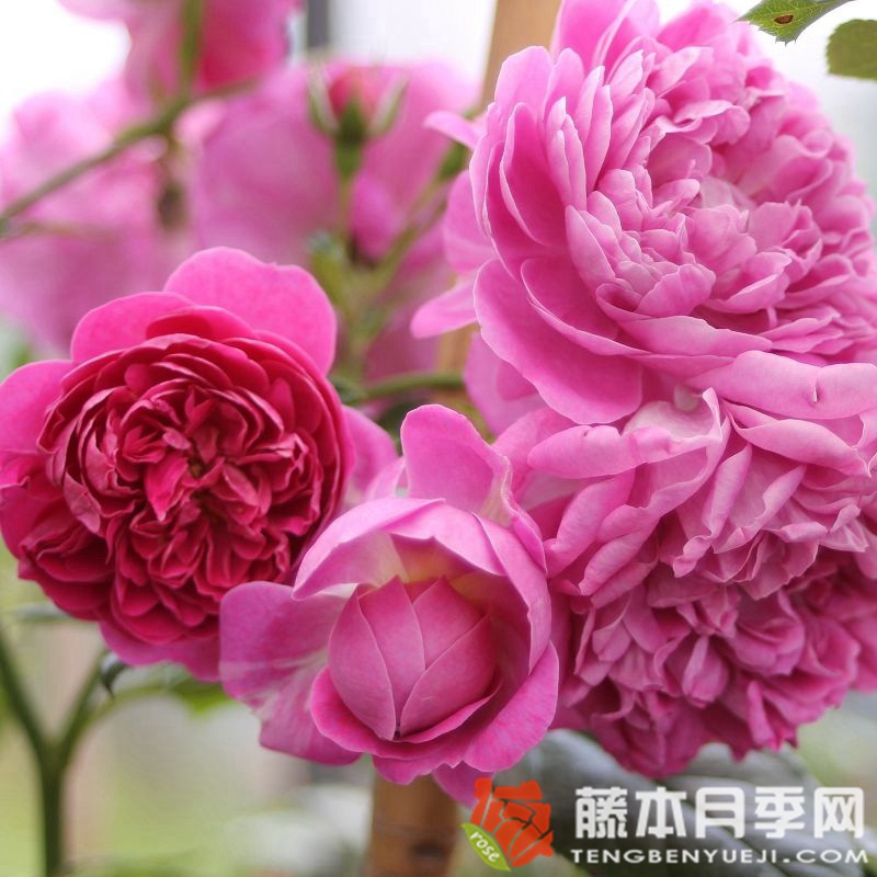 明星梅琳娜月季 明星梅琳娜月季