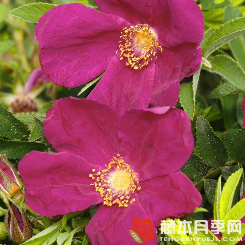 阿姆鲁姆月季 阿姆鲁姆月季