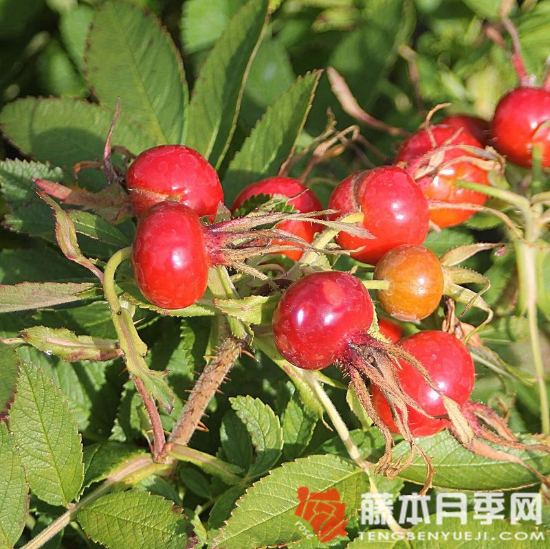 阿姆鲁姆月季 阿姆鲁姆月季
