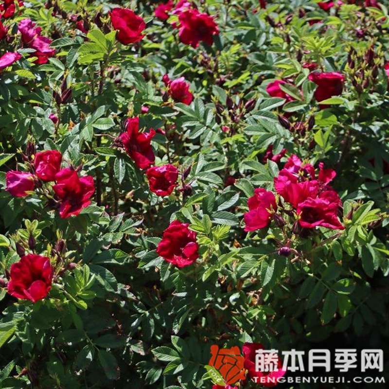 诺德尼月季 诺德尼月季