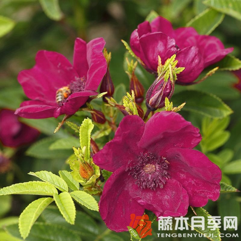 诺德尼月季 诺德尼月季