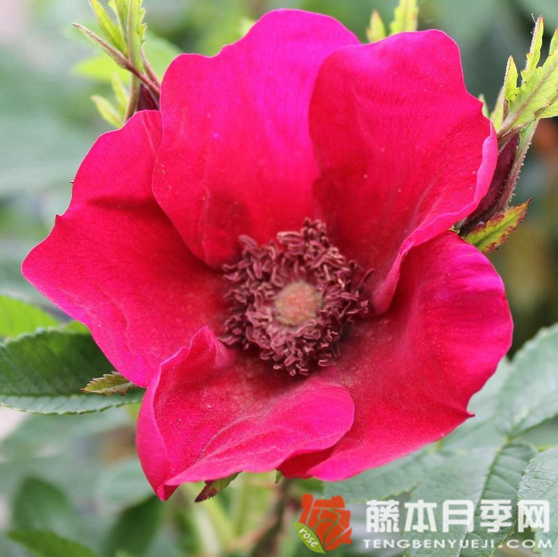 诺德尼月季 诺德尼月季