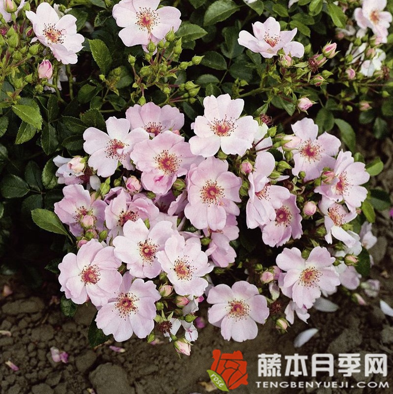甜雾Sweet Haze 甜雾Sweet Haze