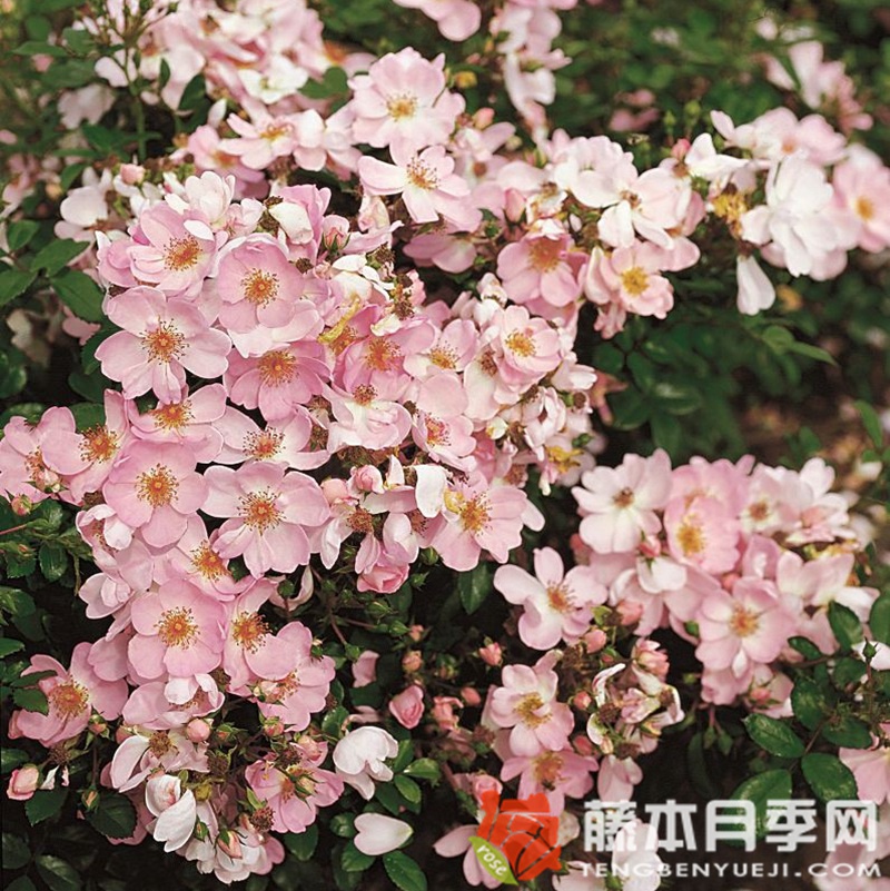 甜雾Sweet Haze 甜雾Sweet Haze