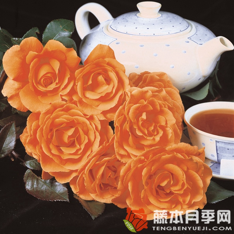 下午茶Tea Time 下午茶Tea Time