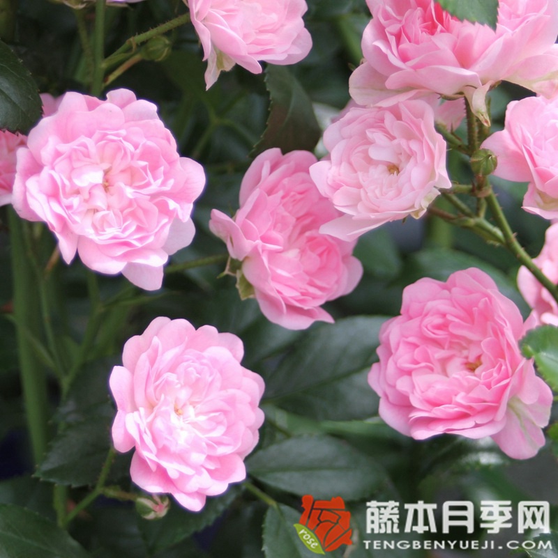仙女/小仙女 仙女/小仙女