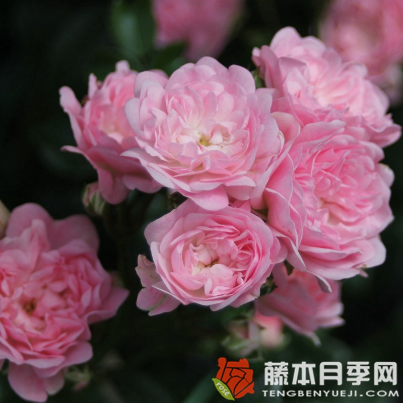 仙女/小仙女 仙女/小仙女