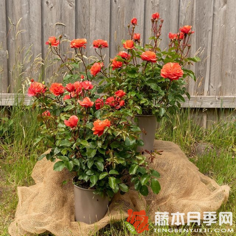 特奥多尔·冯塔纳 特奥多尔·冯塔纳