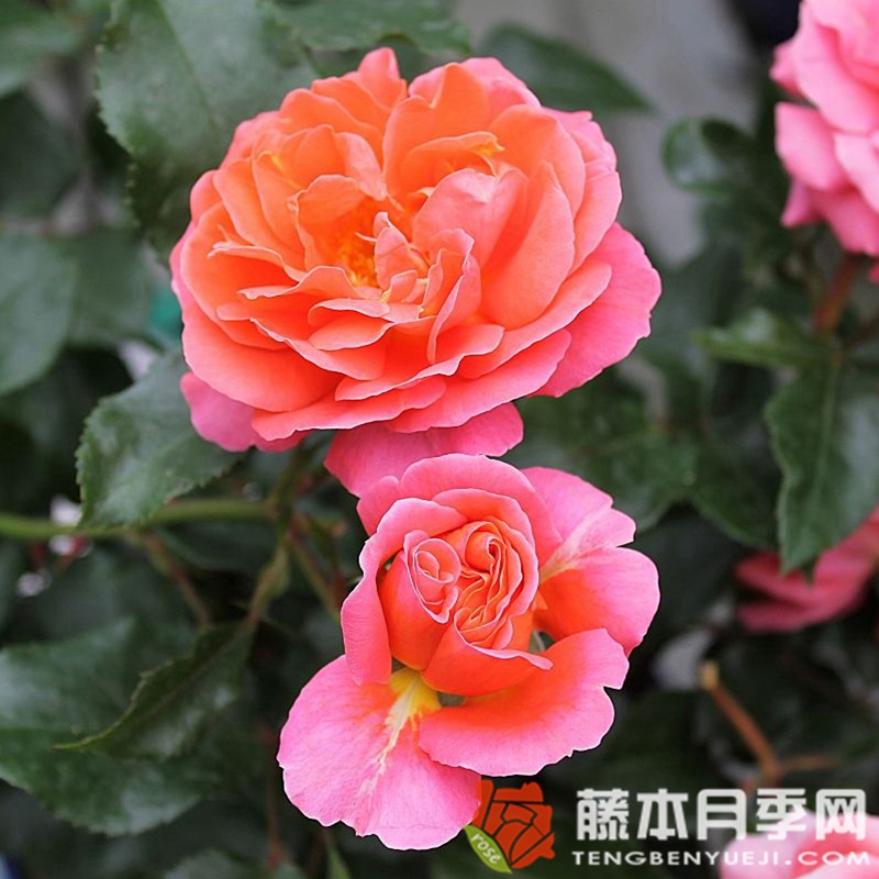 特奥多尔·冯塔纳 特奥多尔·冯塔纳