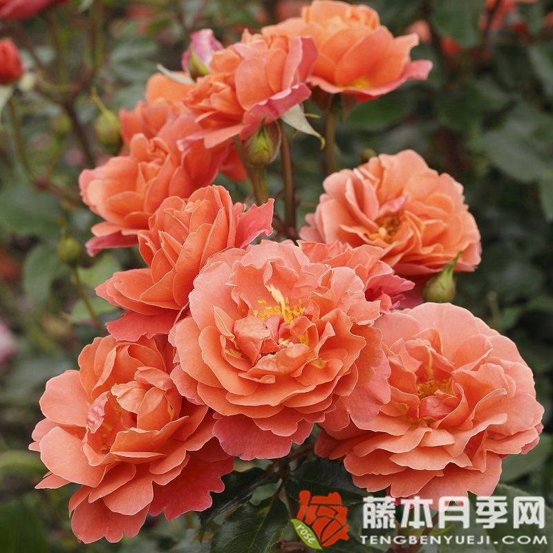 特奥多尔·冯塔纳 特奥多尔·冯塔纳