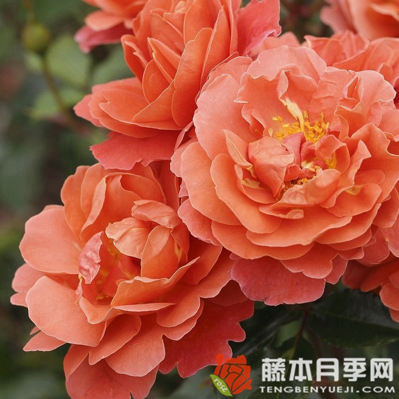 特奥多尔·冯塔纳 特奥多尔·冯塔纳