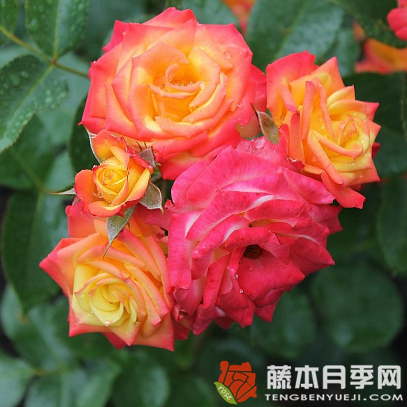 热带小柑橘Tropical Clementine 热带小柑橘Tropical Clementine