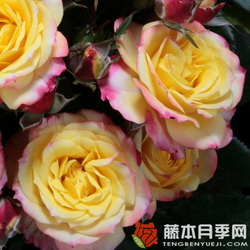 热带小柑橘Tropical Clementine 热带小柑橘Tropical Clementine
