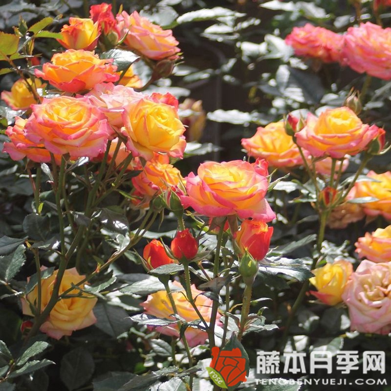 热带小柑橘Tropical Clementine 热带小柑橘Tropical Clementine