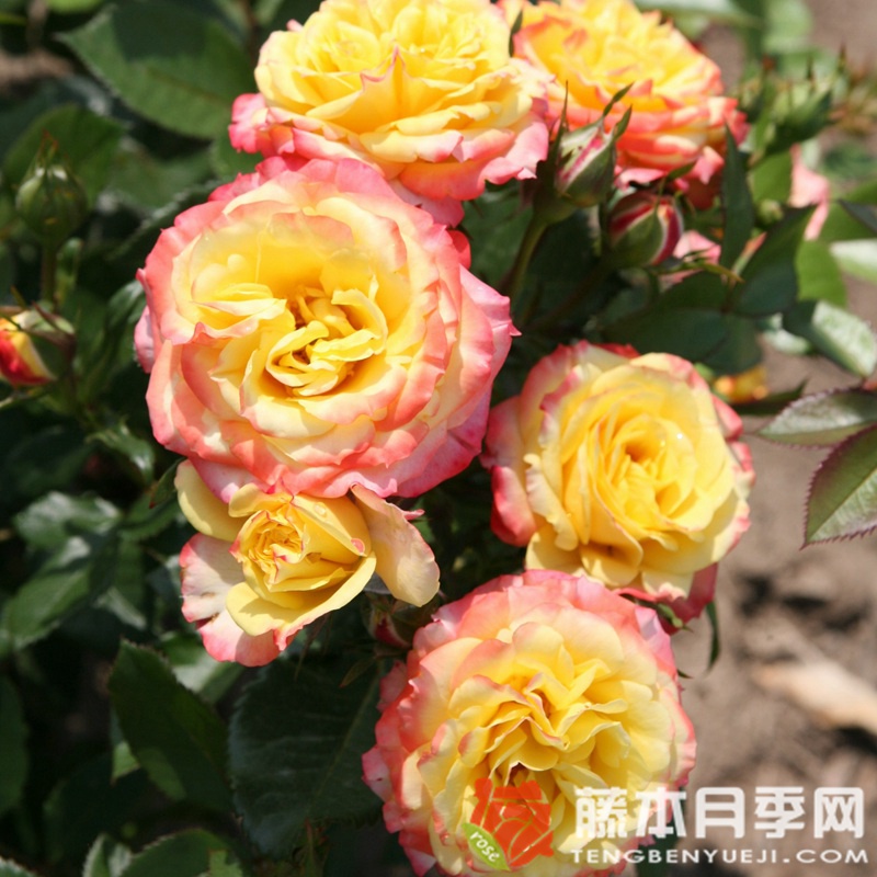 热带小柑橘Tropical Clementine 热带小柑橘Tropical Clementine