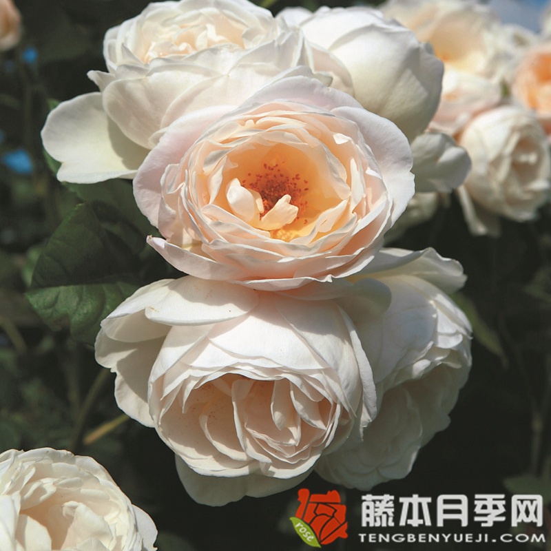 尤特森修道院Uetersener Klosterrose 尤特森修道院Uetersener Klosterrose