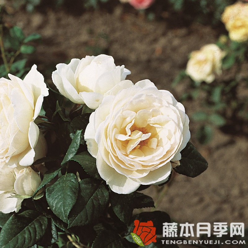尤特森修道院Uetersener Klosterrose 尤特森修道院Uetersener Klosterrose