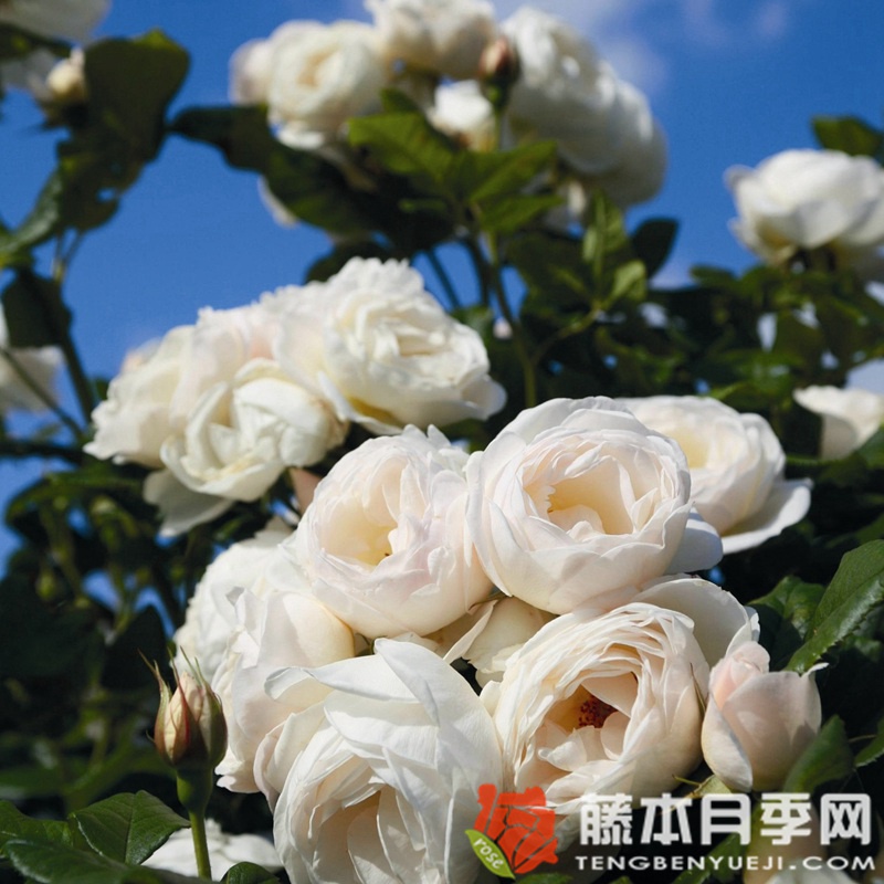 尤特森修道院Uetersener Klosterrose 尤特森修道院Uetersener Klosterrose