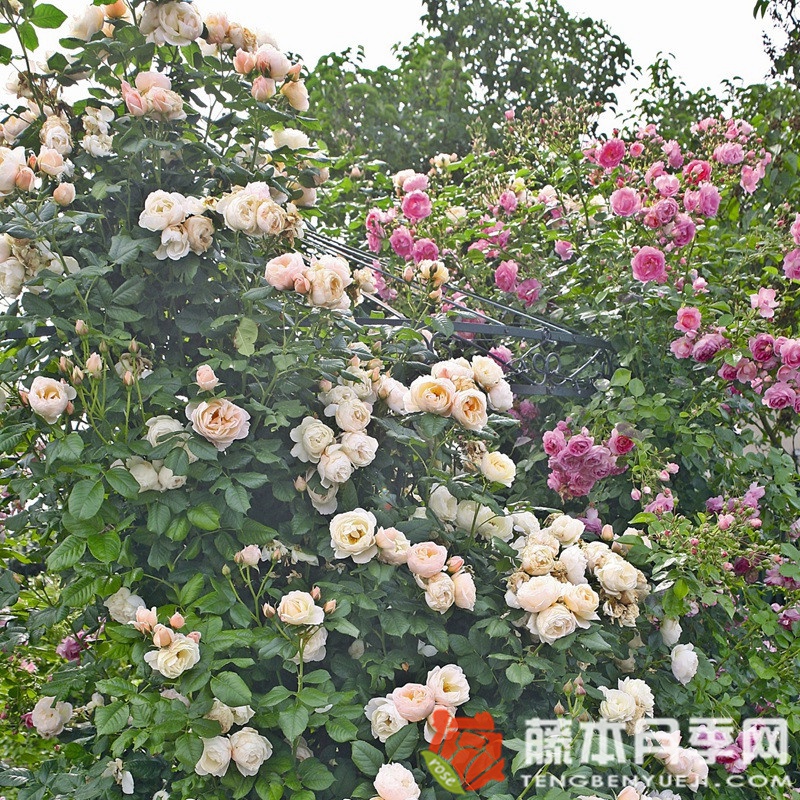 尤特森修道院Uetersener Klosterrose 尤特森修道院Uetersener Klosterrose
