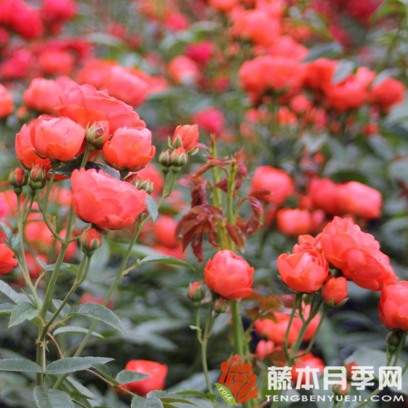 父亲节Vatertag 父亲节Vatertag