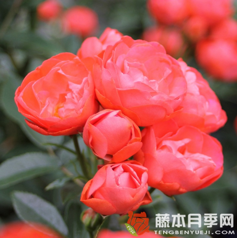 父亲节Vatertag 父亲节Vatertag