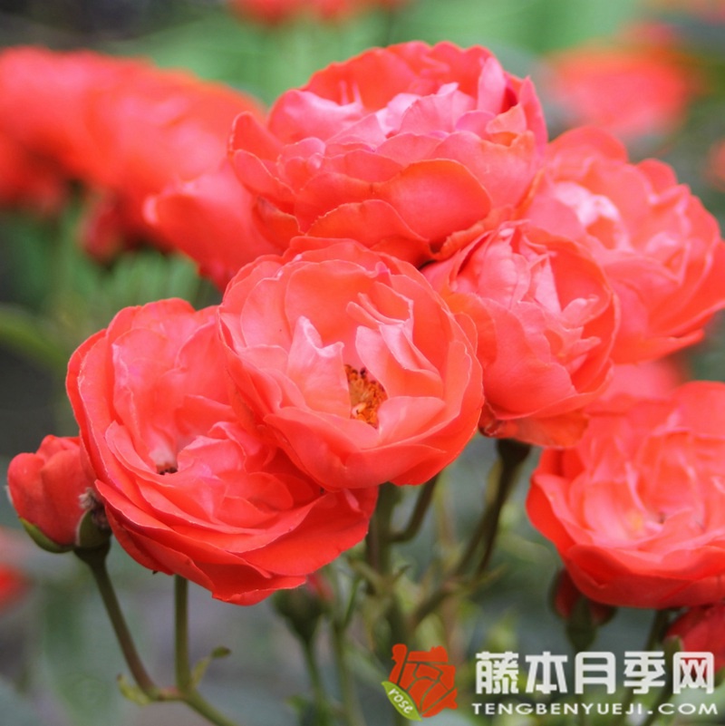 父亲节Vatertag 父亲节Vatertag